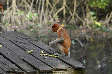 proboscis monkey