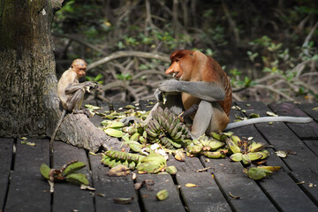 proboscis monkey