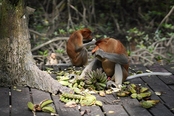 proboscis monkey