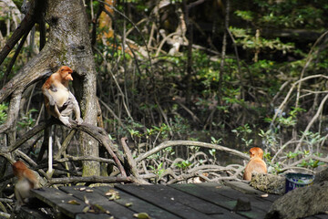 proboscis monkey
