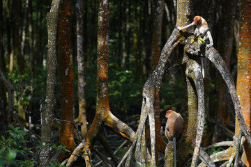 proboscis monkey