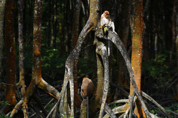 proboscis monkey