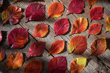 Fototapeta na wymiar Autumn background. Red, orange leaves from trees on a wooden background. Alder leaf.