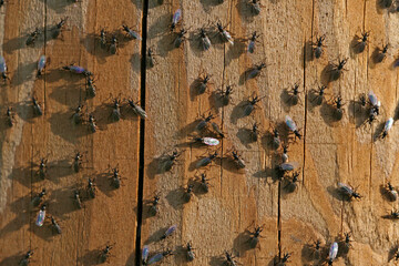 tiny white winged march flies close up on a wooden pole Latin family bibionidae or bibio marci also...