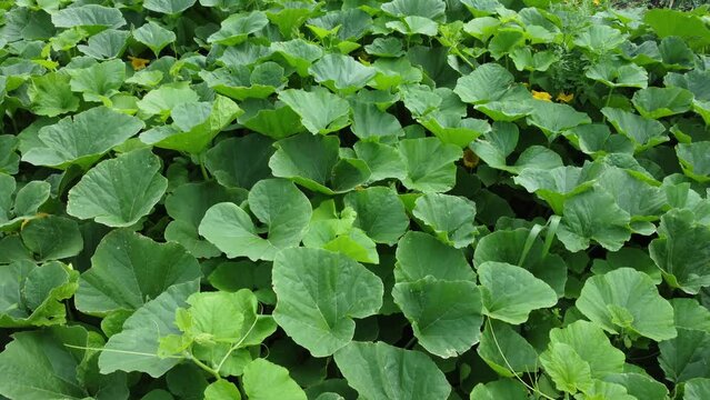 Aerial view of pumpkin plantaion. Top view of big round green leaves