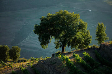 View of the Douro Valleys in the backlight of sunset, Portugal.