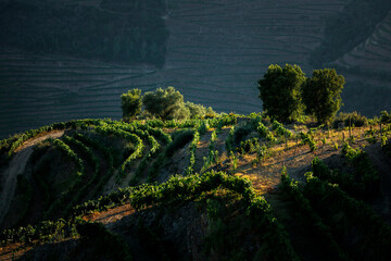 View of the Douro Valley vineyards in the sunset light, Portugal.