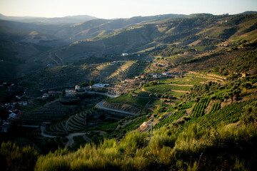 Panoramic view of the terraced vineyards of Douro Valley, Portugal.