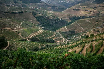 Foto op Canvas Pattern of vines cultivated in the hills of the alto Douro Valley, Vila Real District, Portugal. © De Visu