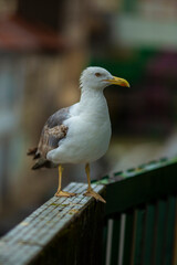 A seagull sits on the balcony railing.