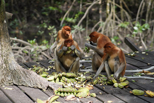 proboscis monkey
