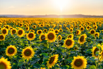 Wunderschönes großes Sonnenblumenfeld in der abendlichen Sonne