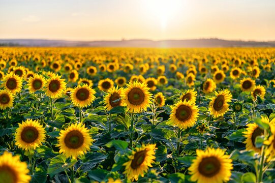 Wunderschönes großes Sonnenblumenfeld in der abendlichen Sonne © Ralf Geithe