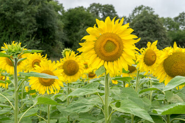 Blooming sunflower field at the edge of the forest in Germany