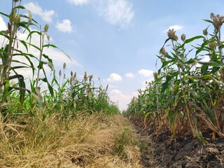 Image of alley on cornfield with brown dry grass and white sky
