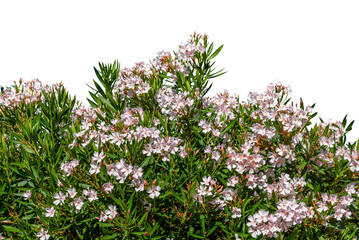Flowering oleander bush with pink flowers isolated - graphic resource. Frame for banner or greeting card