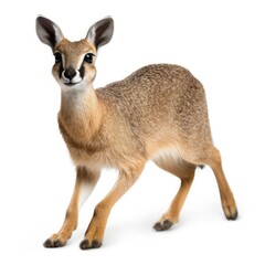 klipspringer antelope on white background, generative ai