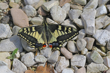Common swallowtail butterfly Latin papilio machaon just hatched out and drying its wings in summer in Italy