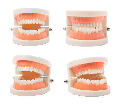 Jaw teeth model isolated on white background. The concept of dental care. Creative minimal layout. healthy teeth. Dentistry. Dentist concept.