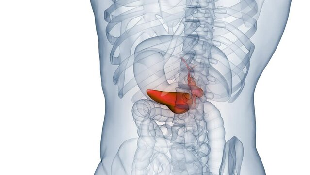 Human Internal Organs Pancreas with Gallbladder Anatomy Animation Concept