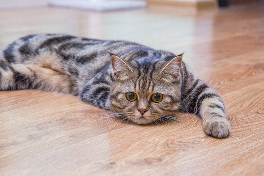 sad cat lies on the floor, scottish straight cat