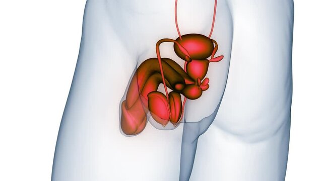 Male Reproductive System Anatomy Animation Concept