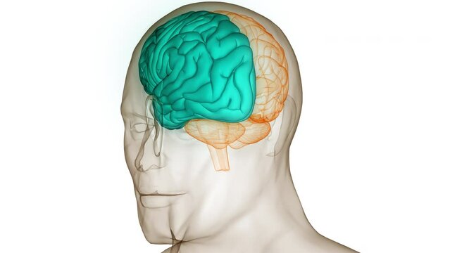 Central Organ of Human Nervous System Brain Anatomy Animation Concept