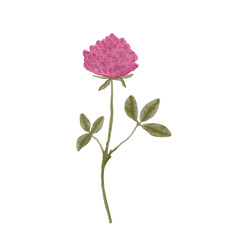 Watercolor illustration of pink clover for your design.