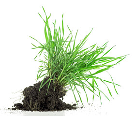 Green meadow grass with roots in black soil isolated on a white background. Grass with dirt.