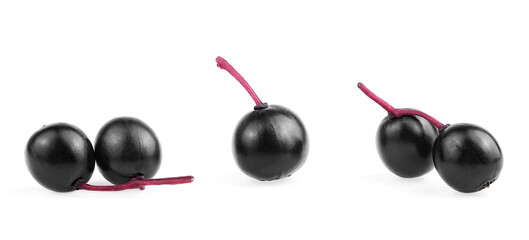 Isolated berries of black elderberry fruit on a white background. Sambucus, healing berries.