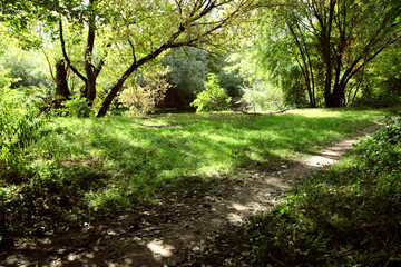 A colorful summer landscape. A walk in the wild forest.