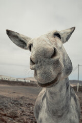 Close up headshot portrait of a mule or donkey with big personality in Fuerteventura, Canary Islands, making funny faces, smiles and grimaces. Cute animal, surrealistic perspective.