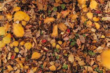 Autumn. Multicolored maple leaves lie on the grass.