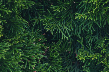 green branches of a thui tree 