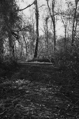 Black and white landscape. Wild forest with mystical lawns and trails.