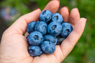 Beautiful, ripe, fresh fruits of blueberry (Vaccinium corymbosum) picking by a woman.