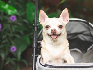 brown short hair chihuahua dog standing in pet stroller in the garden with purple flowers and green background. Smiling happily.