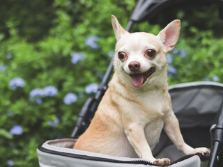 brown short hair chihuahua dog standing in pet stroller in the garden with purple flowers and green background. Smiling happily.