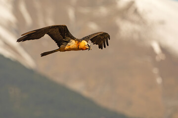 orłosęp, orłosęp brodaty (Gypaetus barbatus)