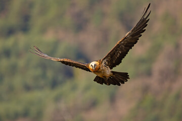 orłosęp, orłosęp brodaty (Gypaetus barbatus)