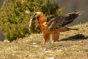 orłosęp, orłosęp brodaty (Gypaetus barbatus)