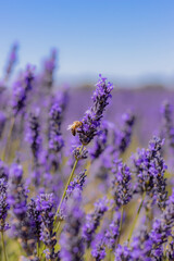 Campos de lavanda