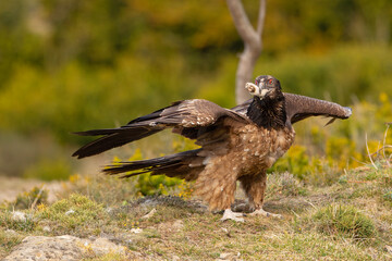 orłosęp, orłosęp brodaty (Gypaetus barbatus)