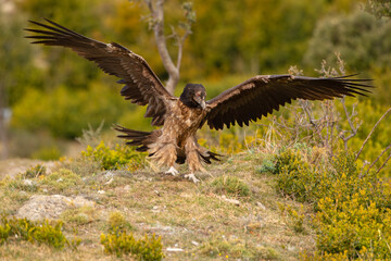 orłosęp, orłosęp brodaty (Gypaetus barbatus)