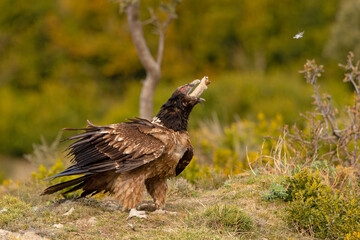 orłosęp, orłosęp brodaty (Gypaetus barbatus)