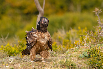 orłosęp, orłosęp brodaty (Gypaetus barbatus)
