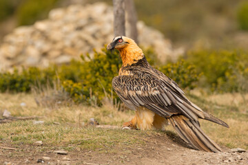 orłosęp, orłosęp brodaty (Gypaetus barbatus)