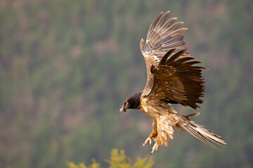 orłosęp, orłosęp brodaty (Gypaetus barbatus)