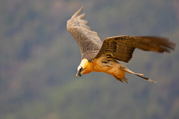 orłosęp, orłosęp brodaty (Gypaetus barbatus)