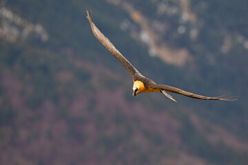 orłosęp, orłosęp brodaty (Gypaetus barbatus)